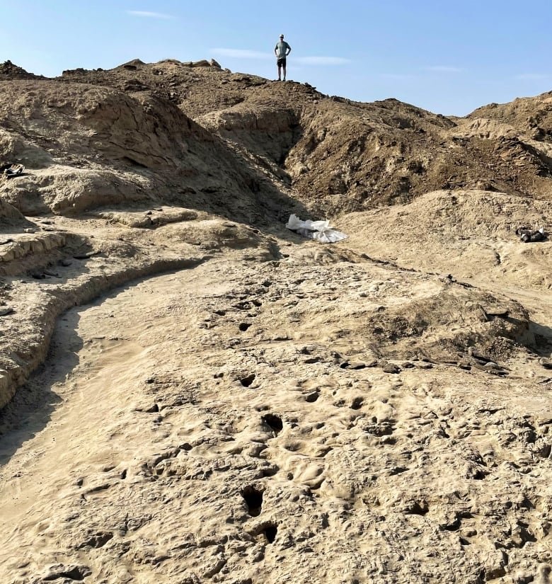 A person stands on a ridge against the blue sky at the top of the image. In the foreground is a track of fossilized footprints leading off towards where the person stands at the horizon.