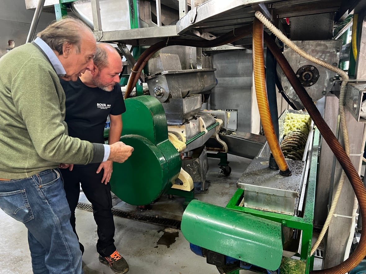 bergamot-italy-1 Machines extract oil from bergamot citrus fruit.