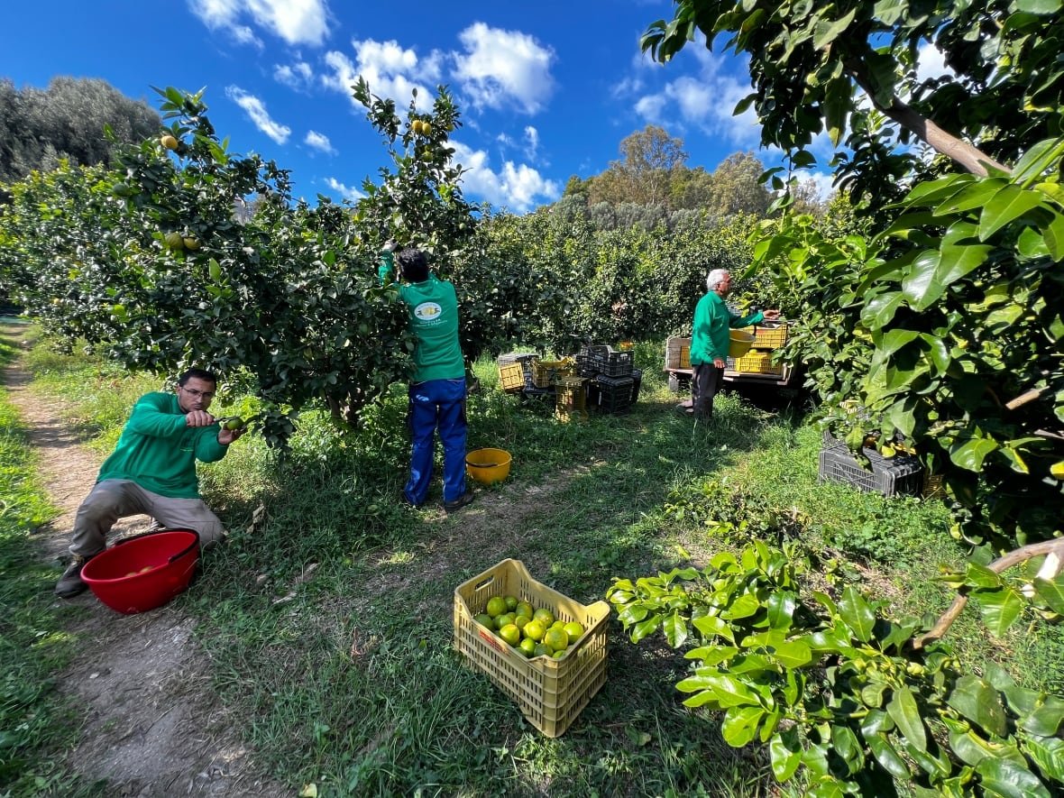 bergamot-italy-harvest-1 Workers pick bergamot.