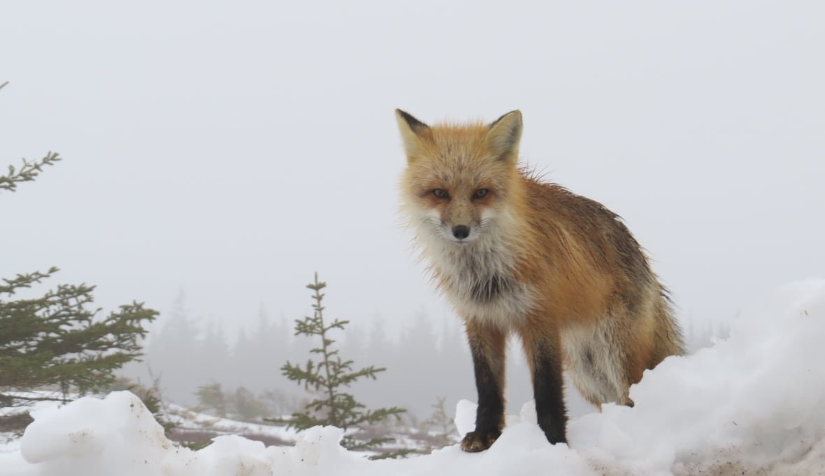 fox-in-elliston-3 A fox sits on a bed of snow.