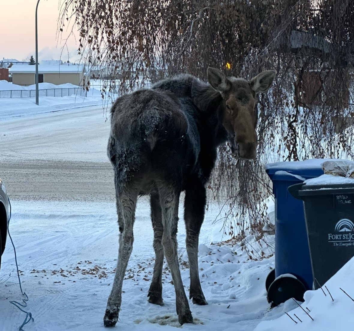 moose-3 A moose eating a tree in a driveway.