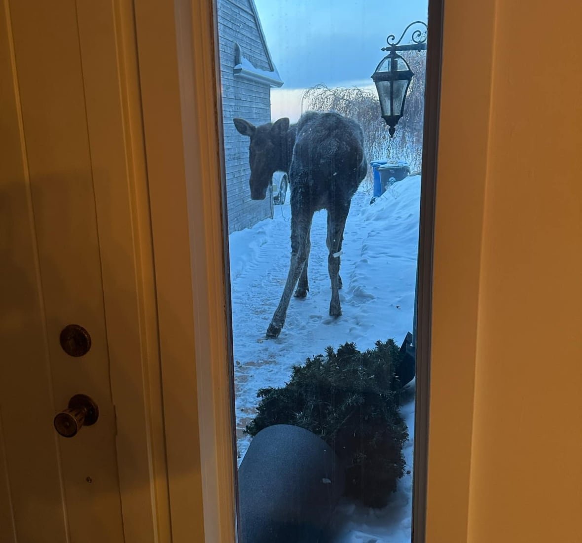 moose-encounter-1 A moose through a door window, with a downed tree.