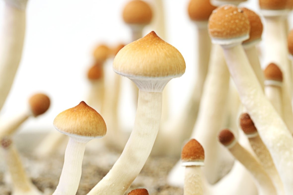 Psilocybin is the ingredient in magic mushrooms that causes hallucinations, but in medically supervised settings, can also potentially help people overcome depression.