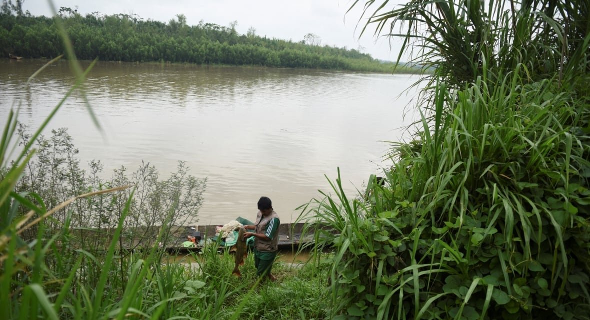 bolivia-health-indigenous A person works at a riverbank, with a thin, long boat floating in the water beside them. The water is brown and green leaves and grasses are visible in the foreground and on the other side of the river.