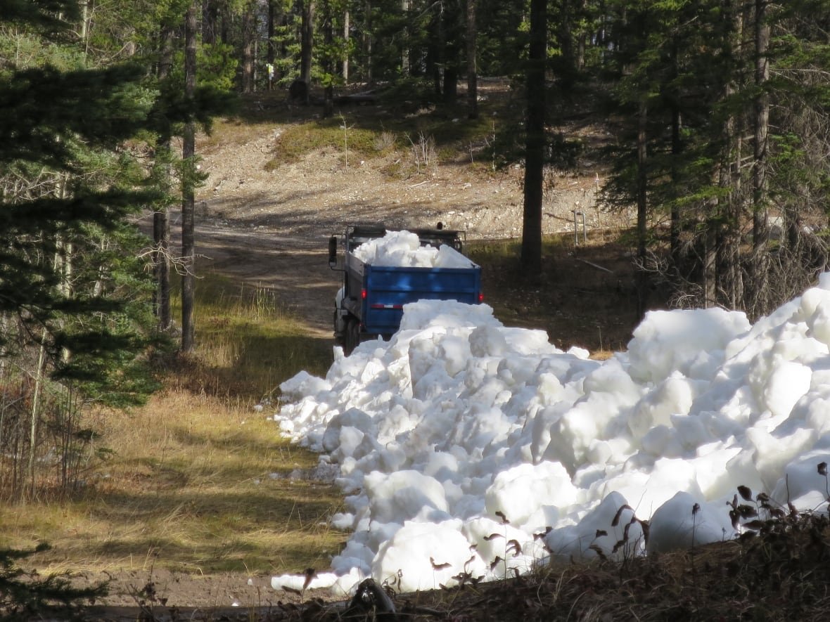 canmore-nordic-centre-snow-pile A dump truck grabs snow from a pile and carries it away to make a track.