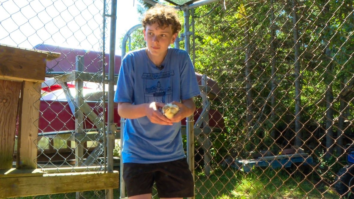 brett-turkey-3 A teenage boy with a blue shirrt carries a tiny turkey into a fenced area