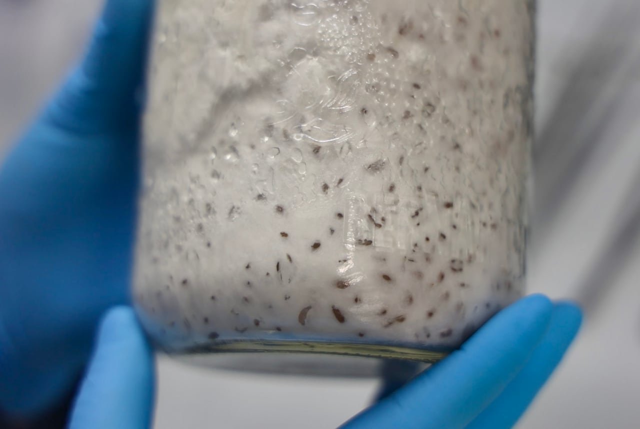 Gloved hands hold a mason jar that contains a white substance with small dark spots.