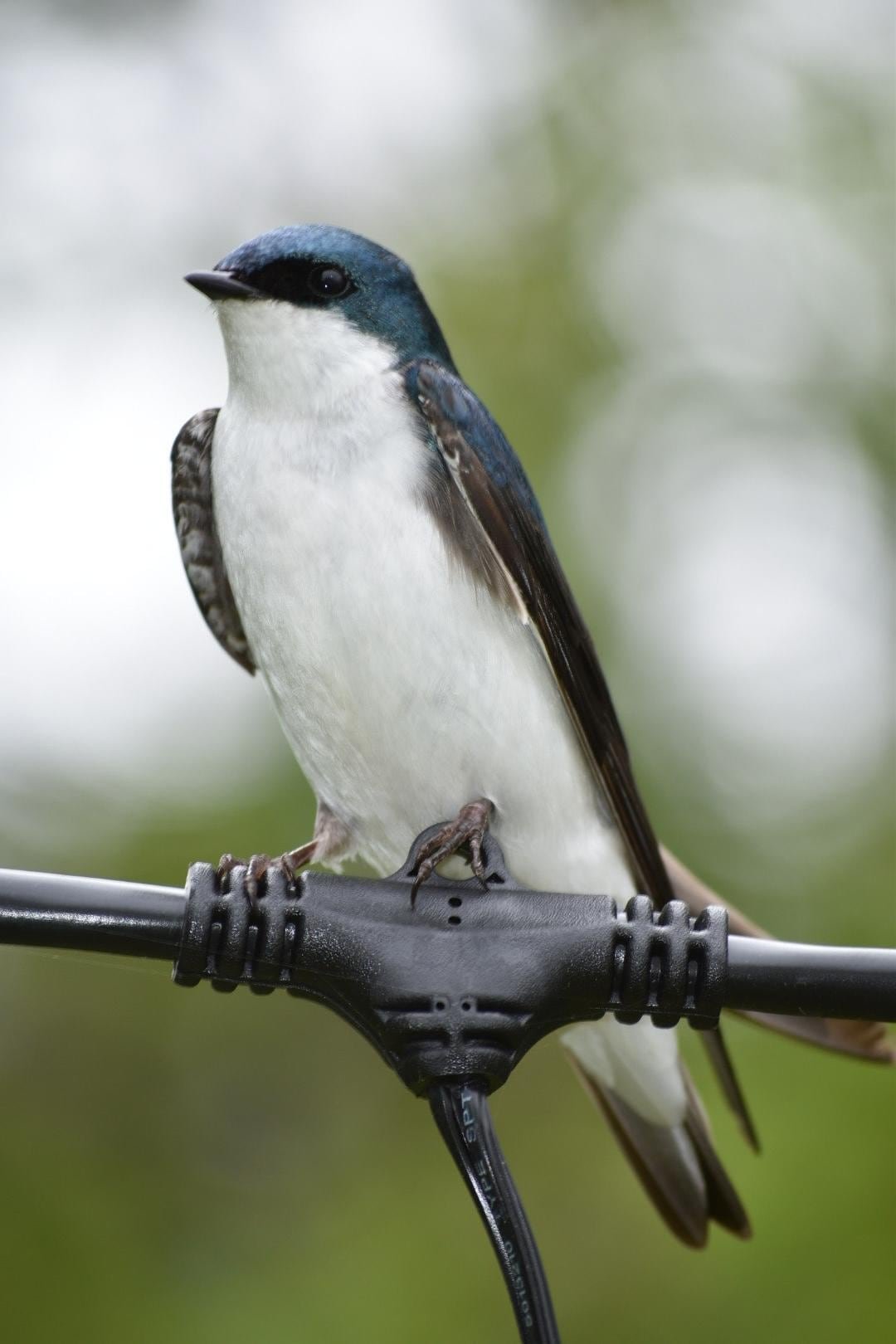 default-100 A bird on a wire.