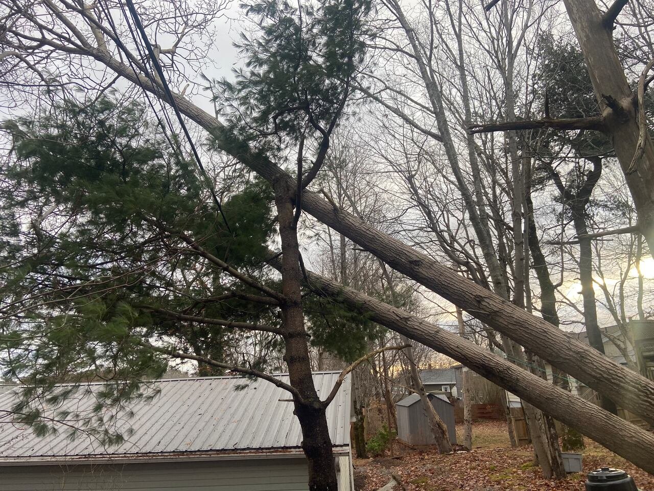 Some downed trees are shown in Sackville, N.S., on Saturday, Dec. 20, 2025.