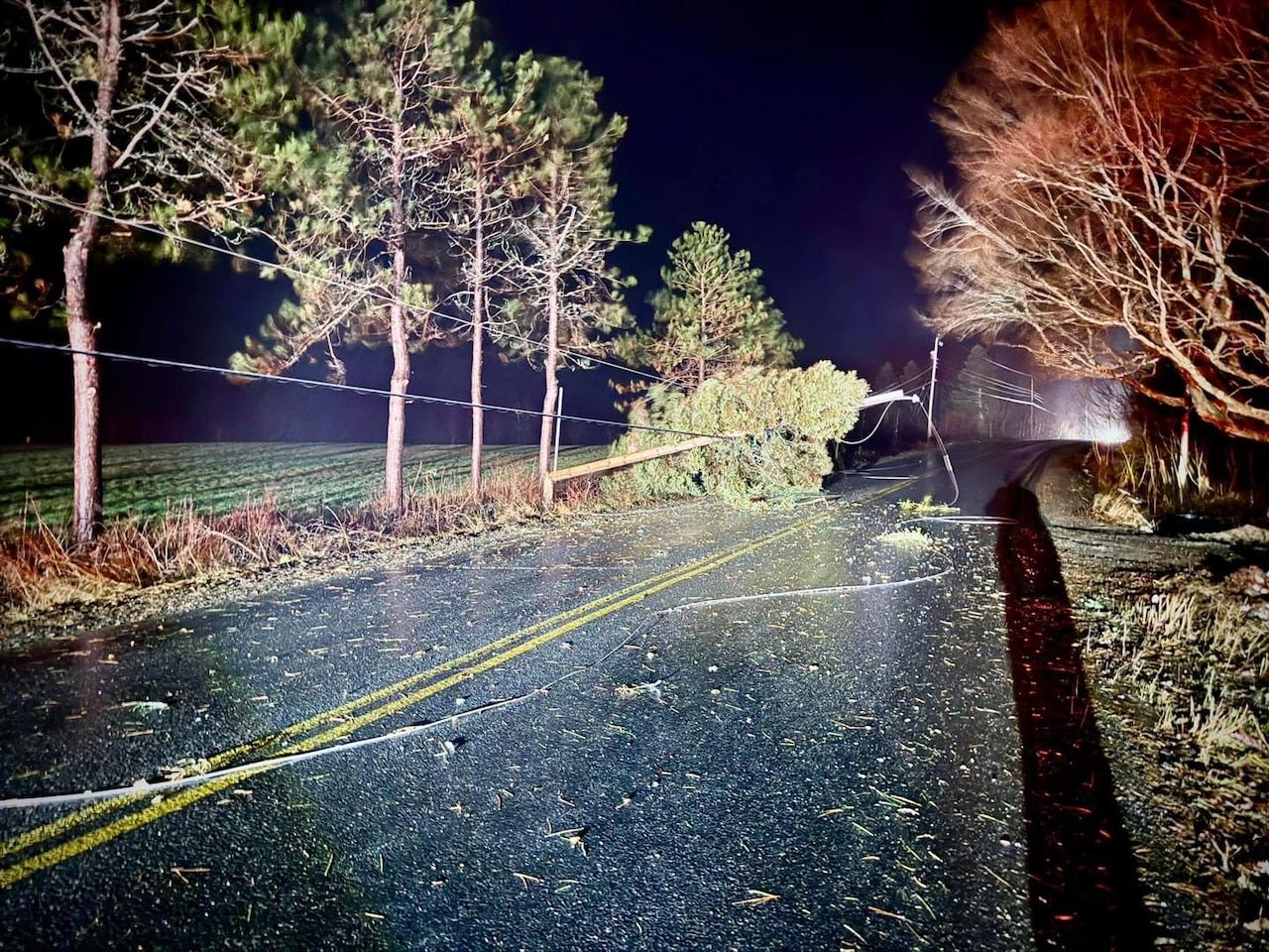 Fallen tree and power pole on road