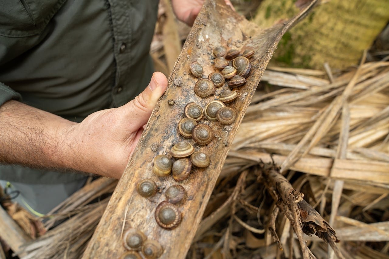 default-288 video game screenshot of Mario characters playing tennis.