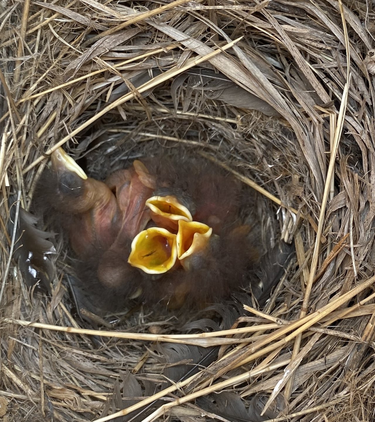 Several baby birds with their beaks wide open in a bird nest.