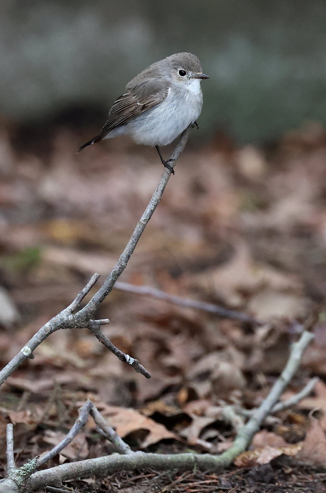 A migratory bird perched atop a twig.