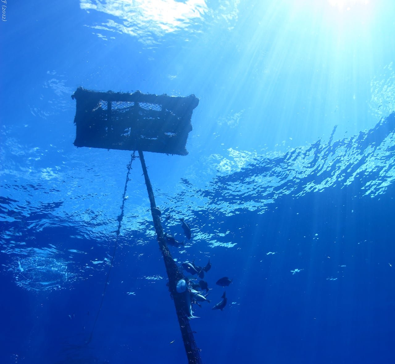 default-100 Underwater image of fish near a rope under a raft