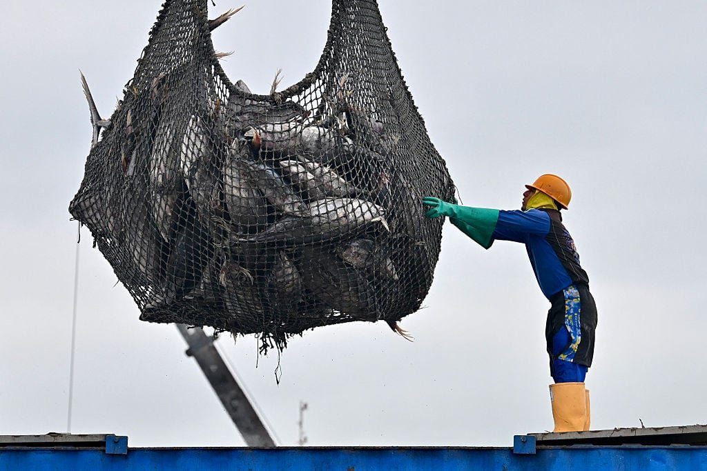 default-252 A net full of tuna and a worker with boots, gloves and hardhat